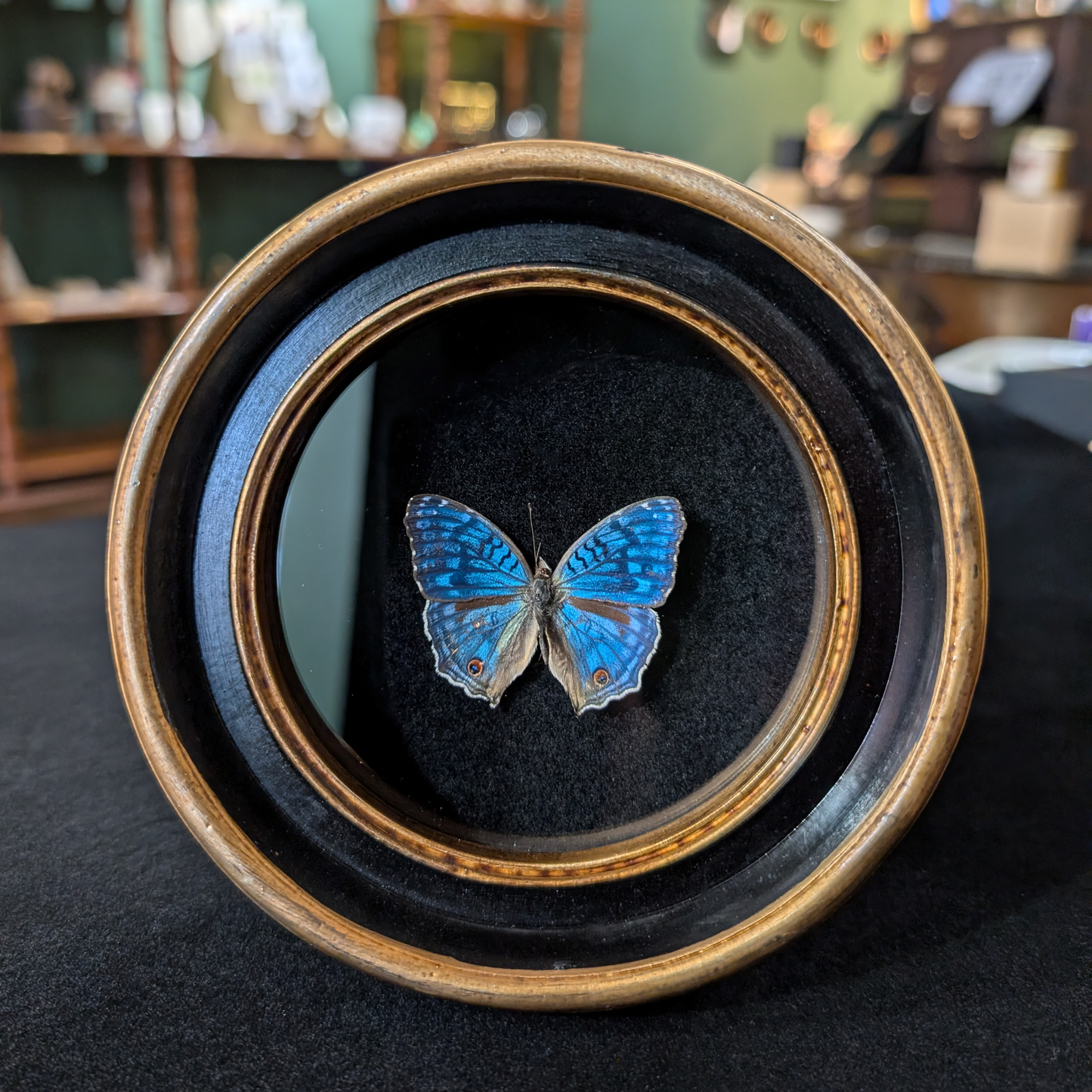 Real Brilliant Blue Butterfly in Round Frame