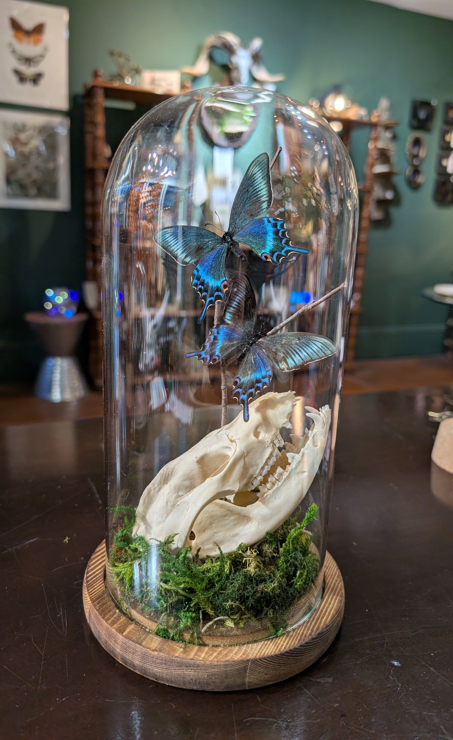 Possum Skull & Swallowtail Dome