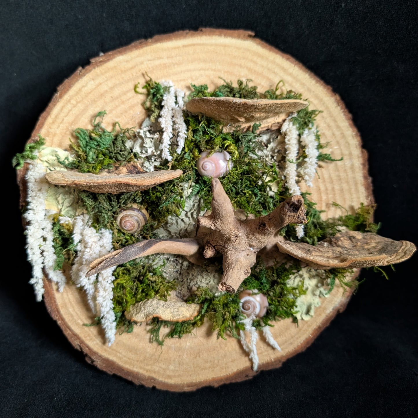Fungus Wood Cookie Plaque with Snail Shells