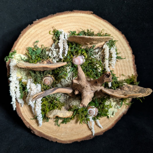 Fungus Wood Cookie Plaque with Snail Shells