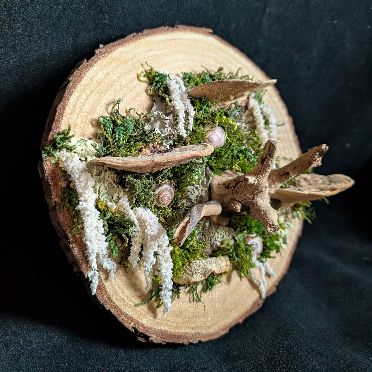 Fungus Wood Cookie Plaque with Snail Shells