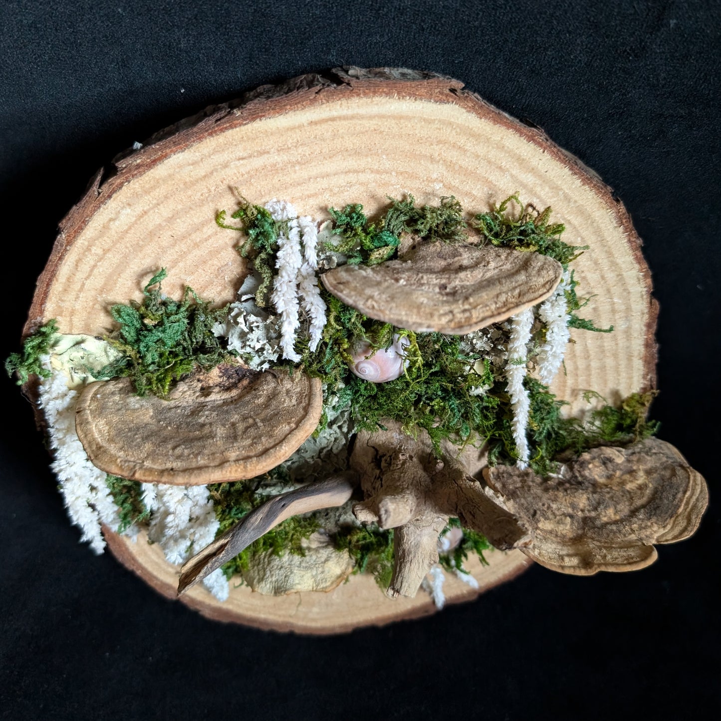 Fungus Wood Cookie Plaque with Snail Shells
