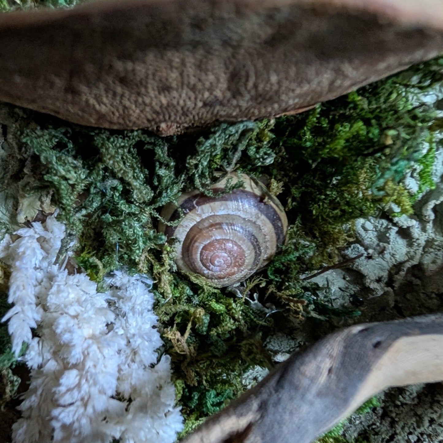 Fungus Wood Cookie Plaque with Snail Shells