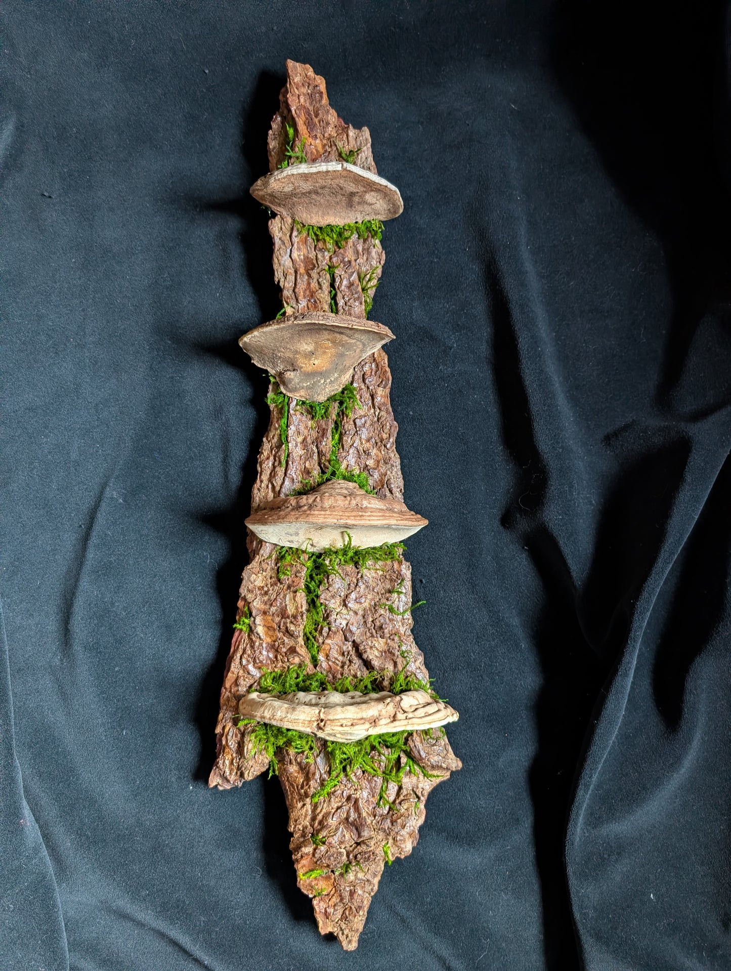 Large Fungus Shelf, Hemlock