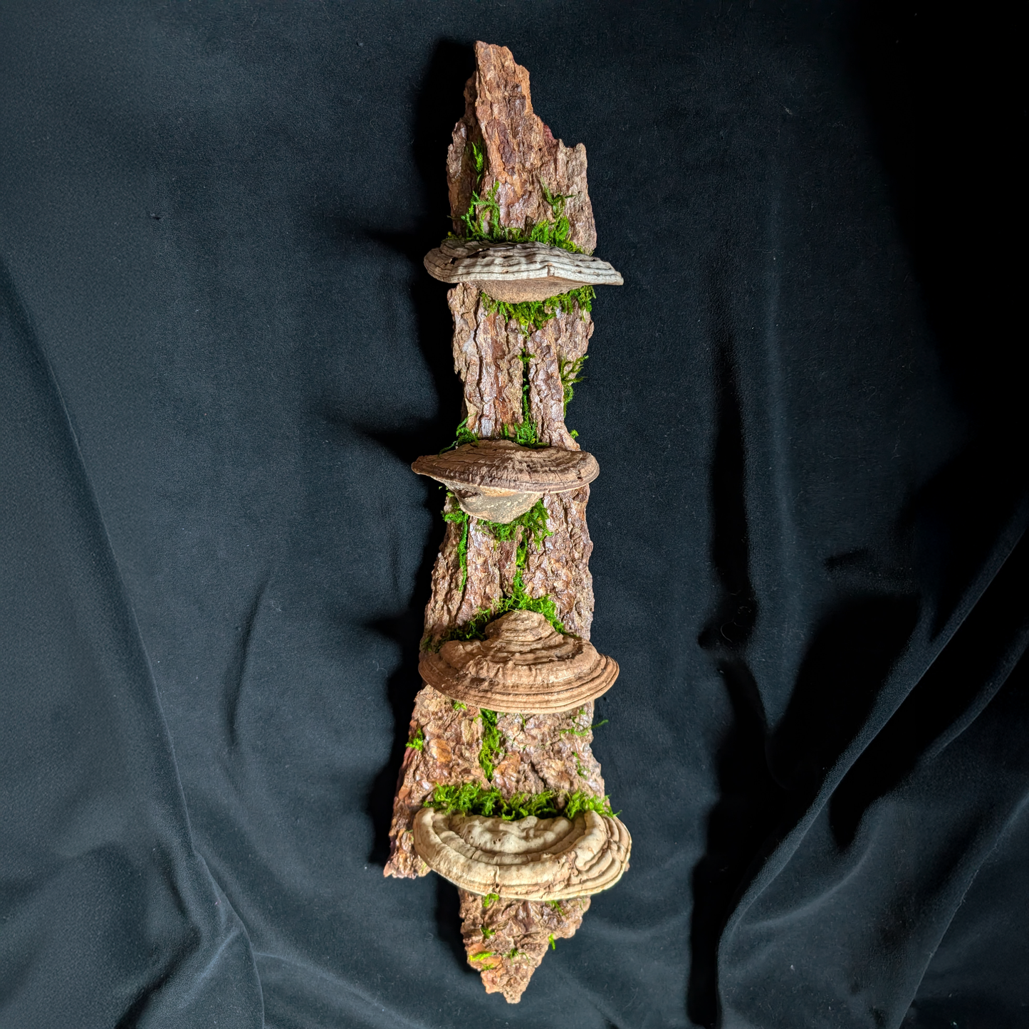 Large Fungus Shelf, Hemlock