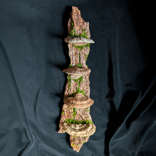 Large Fungus Shelf, Hemlock