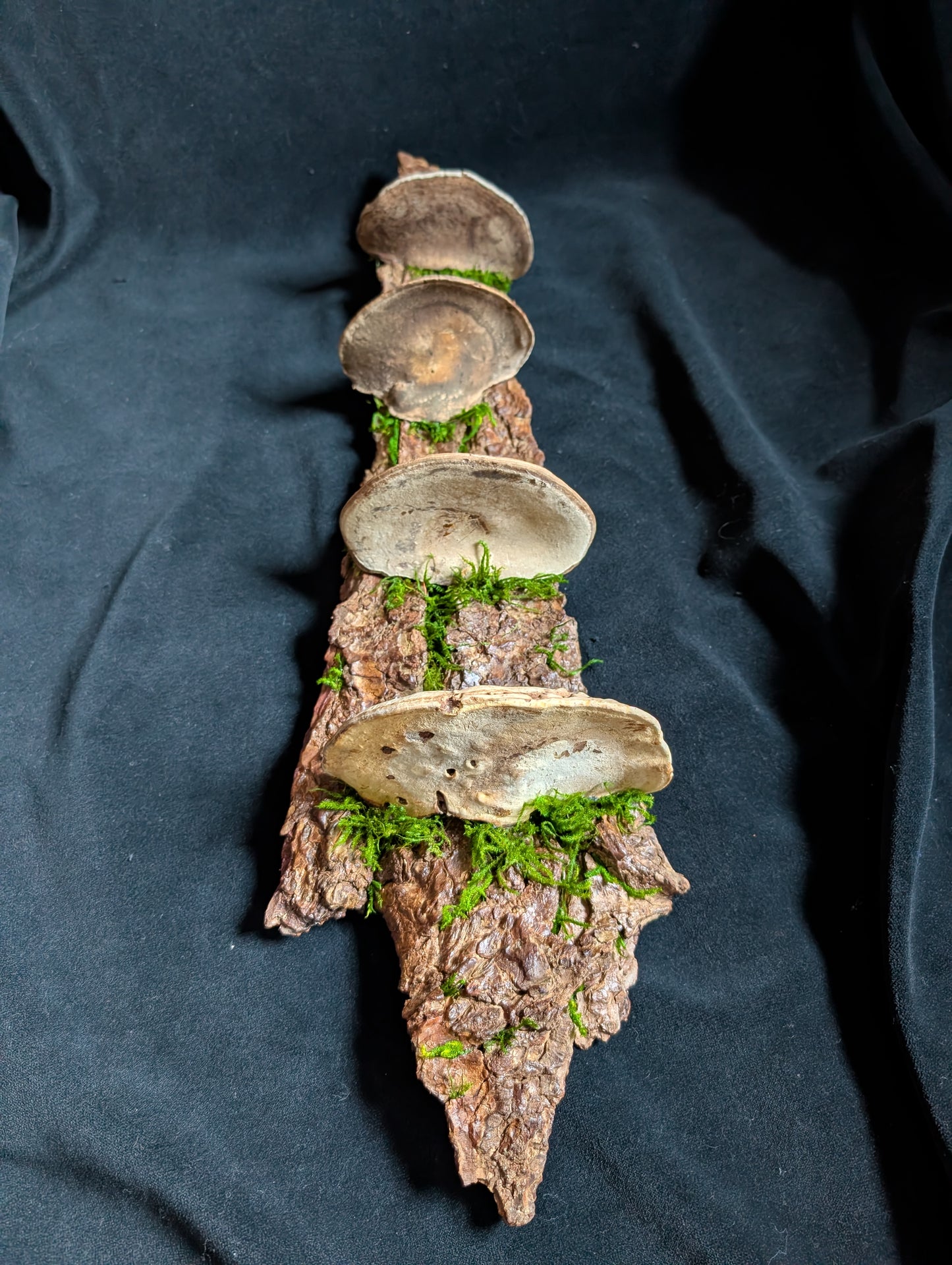 Large Fungus Shelf, Hemlock