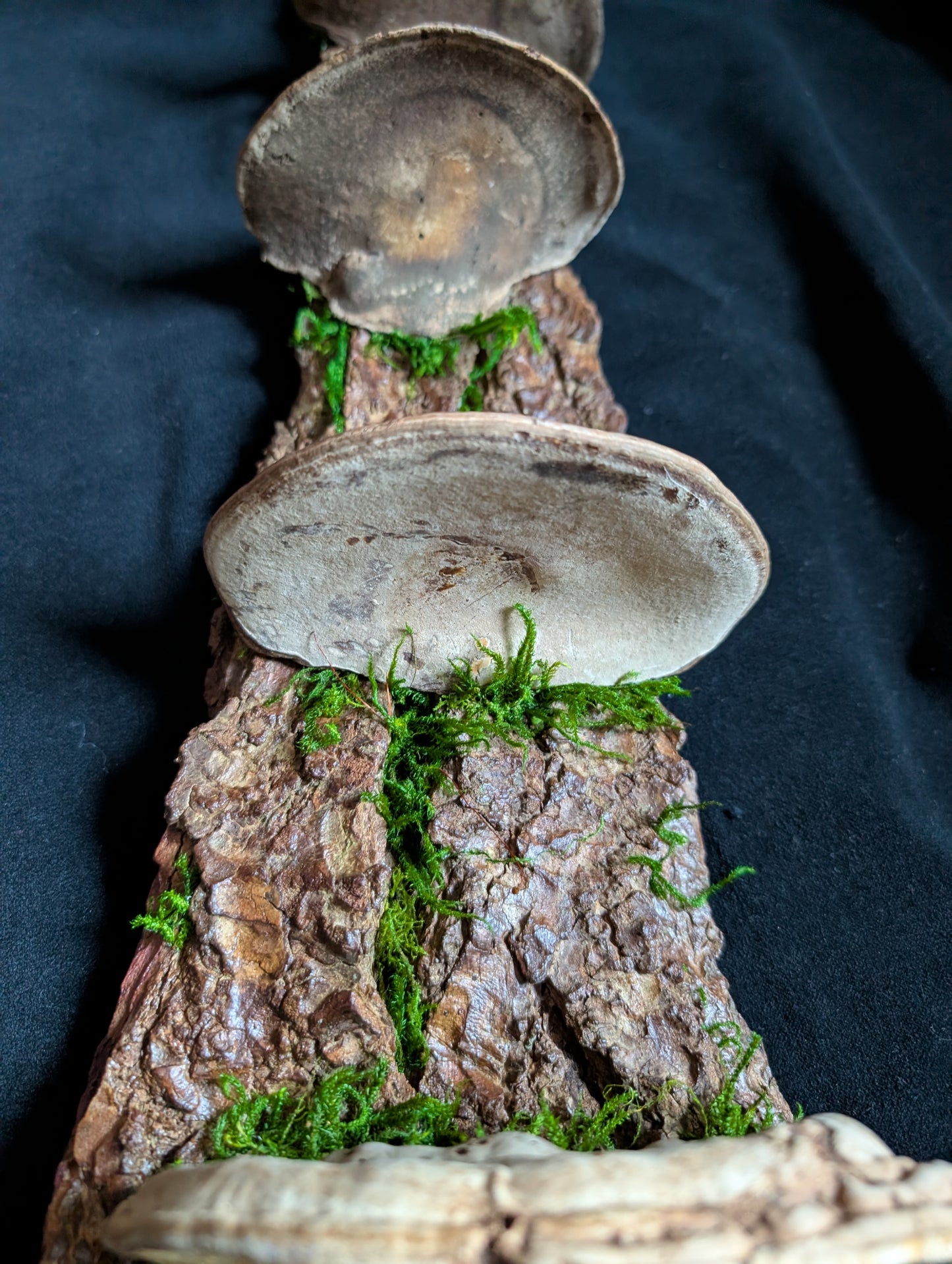 Large Fungus Shelf, Hemlock
