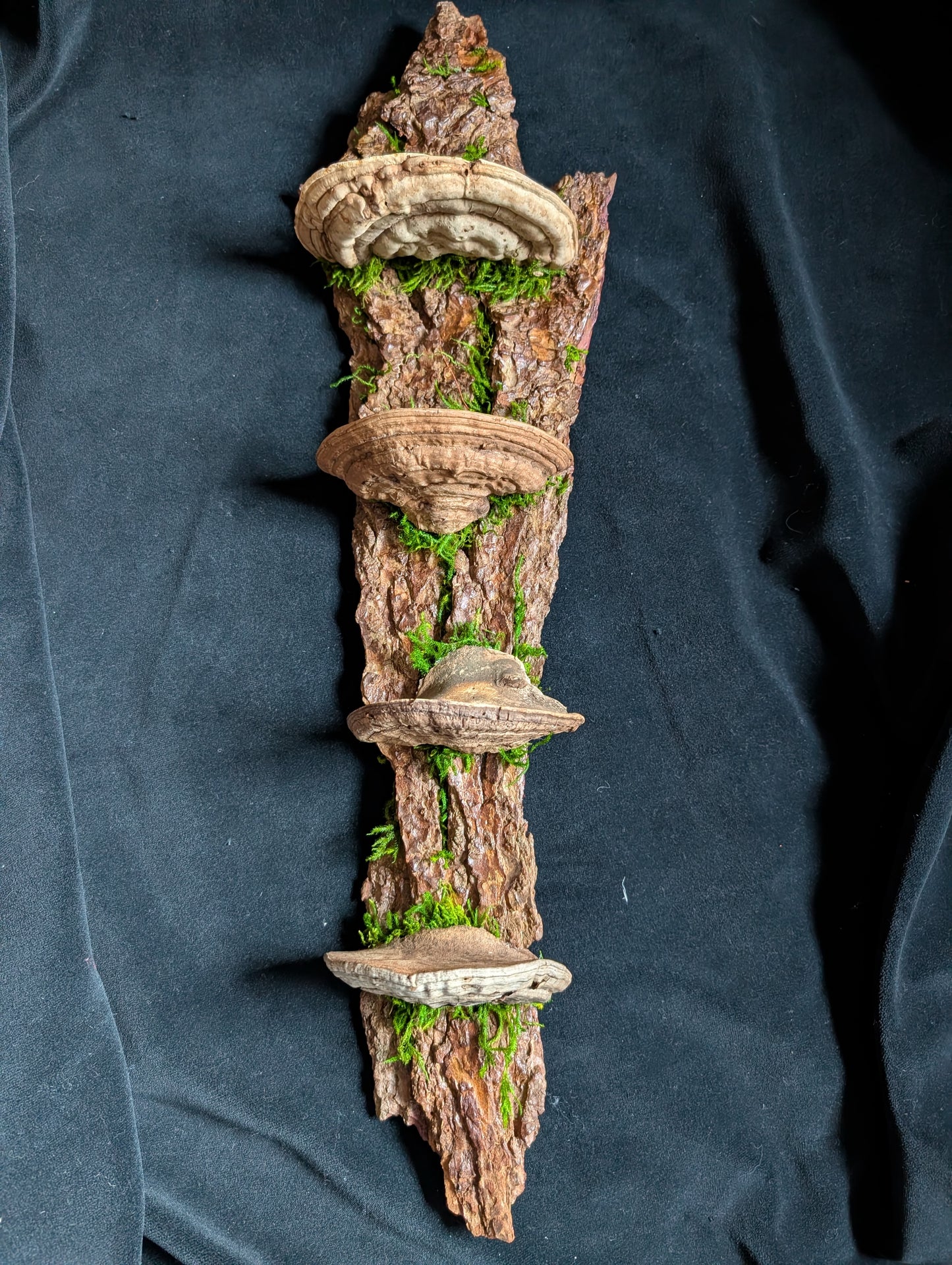 Large Fungus Shelf, Hemlock