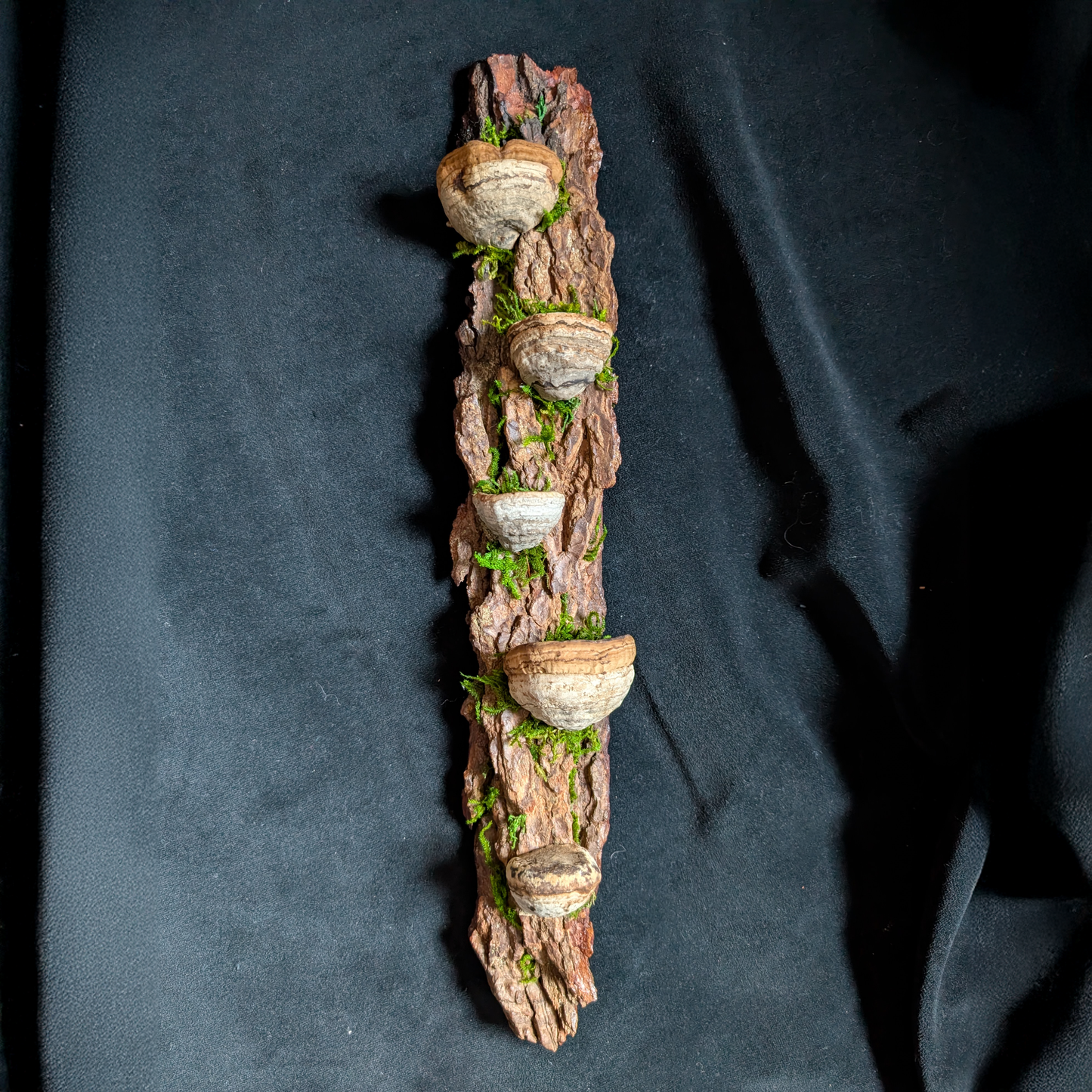 Small Fungus Shelf, Hemlock
