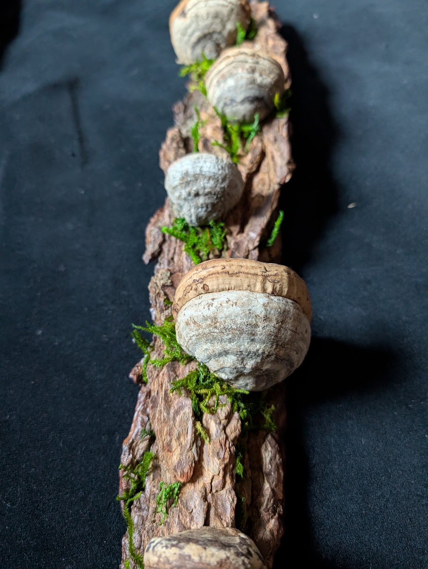 Small Fungus Shelf, Hemlock