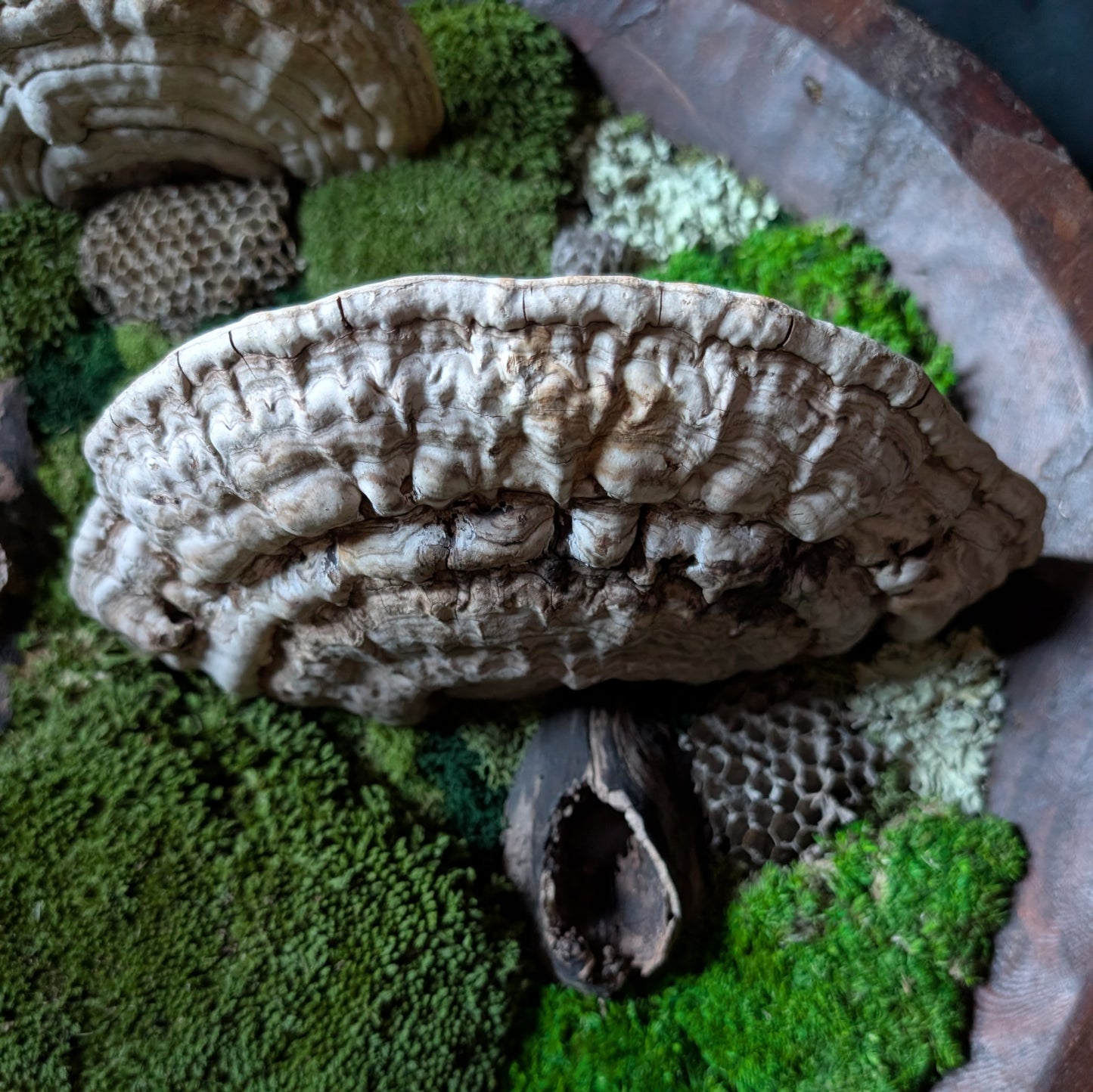 XL Forest Fungi Wall Plaque