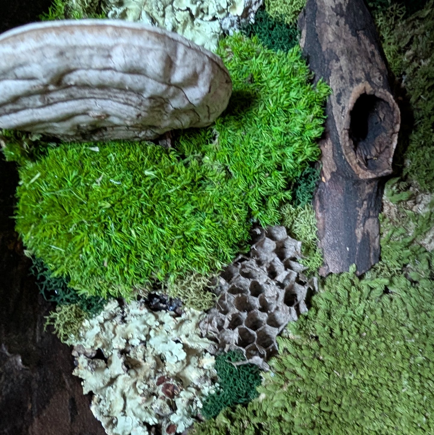 XL Forest Fungi Wall Plaque