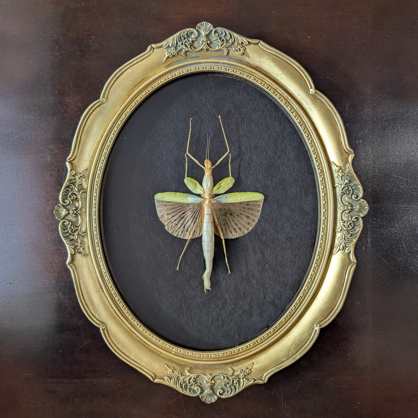 Real Leopard-Winged Stick Insect, Gold Frame