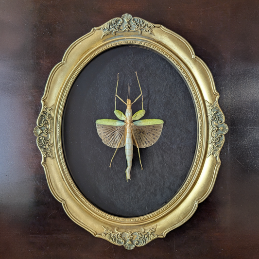 Real Leopard-Winged Stick Insect, Gold Frame