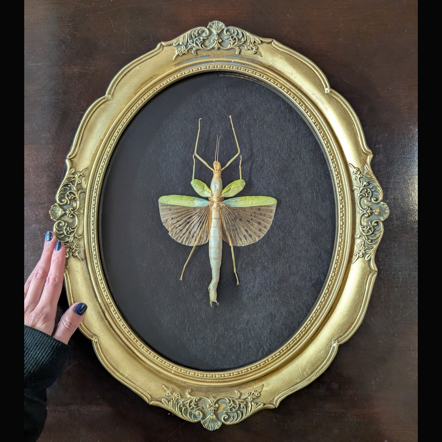 Real Leopard-Winged Stick Insect, Gold Frame