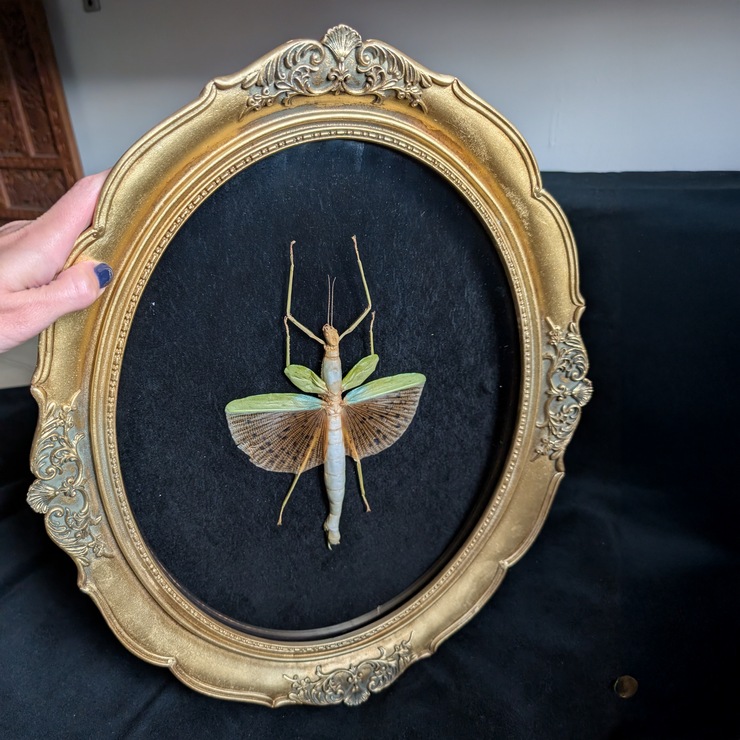 Real Leopard-Winged Stick Insect, Gold Frame