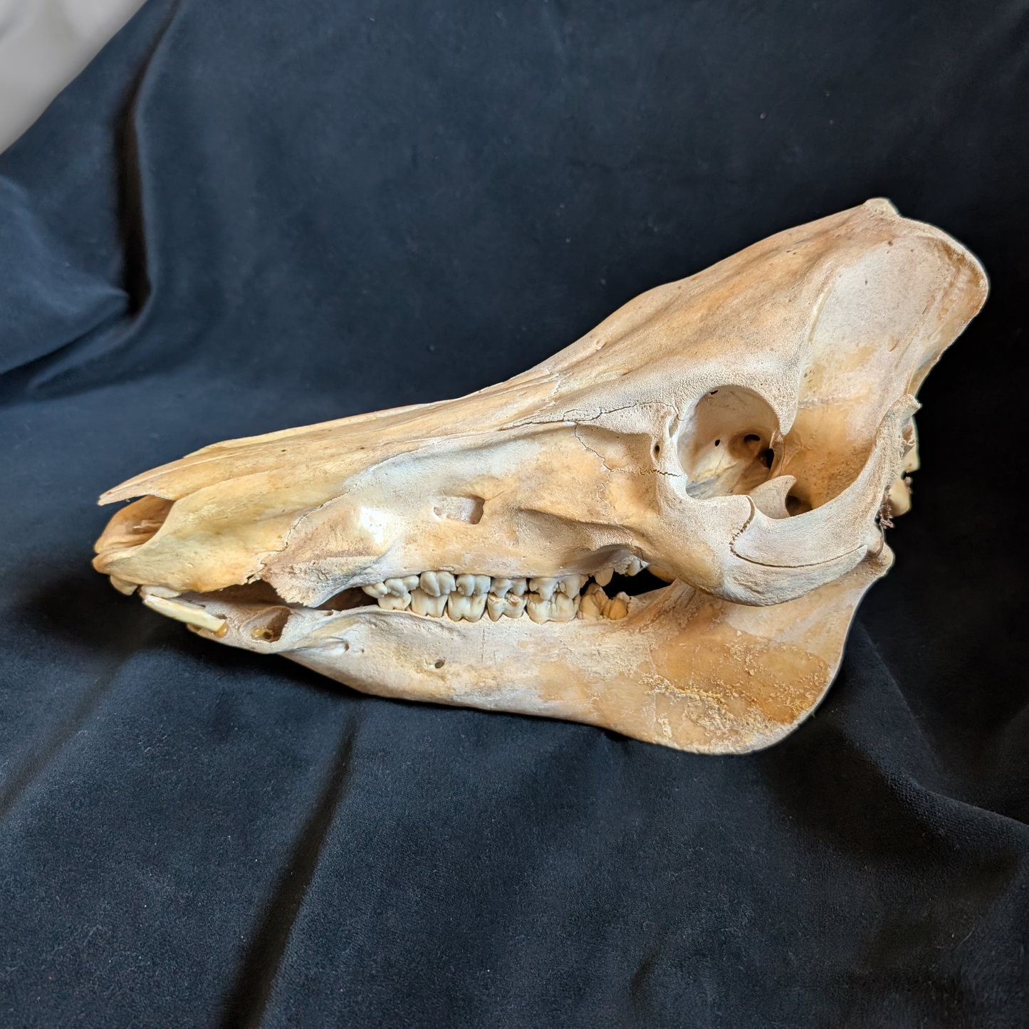 Vintage Warthog skull