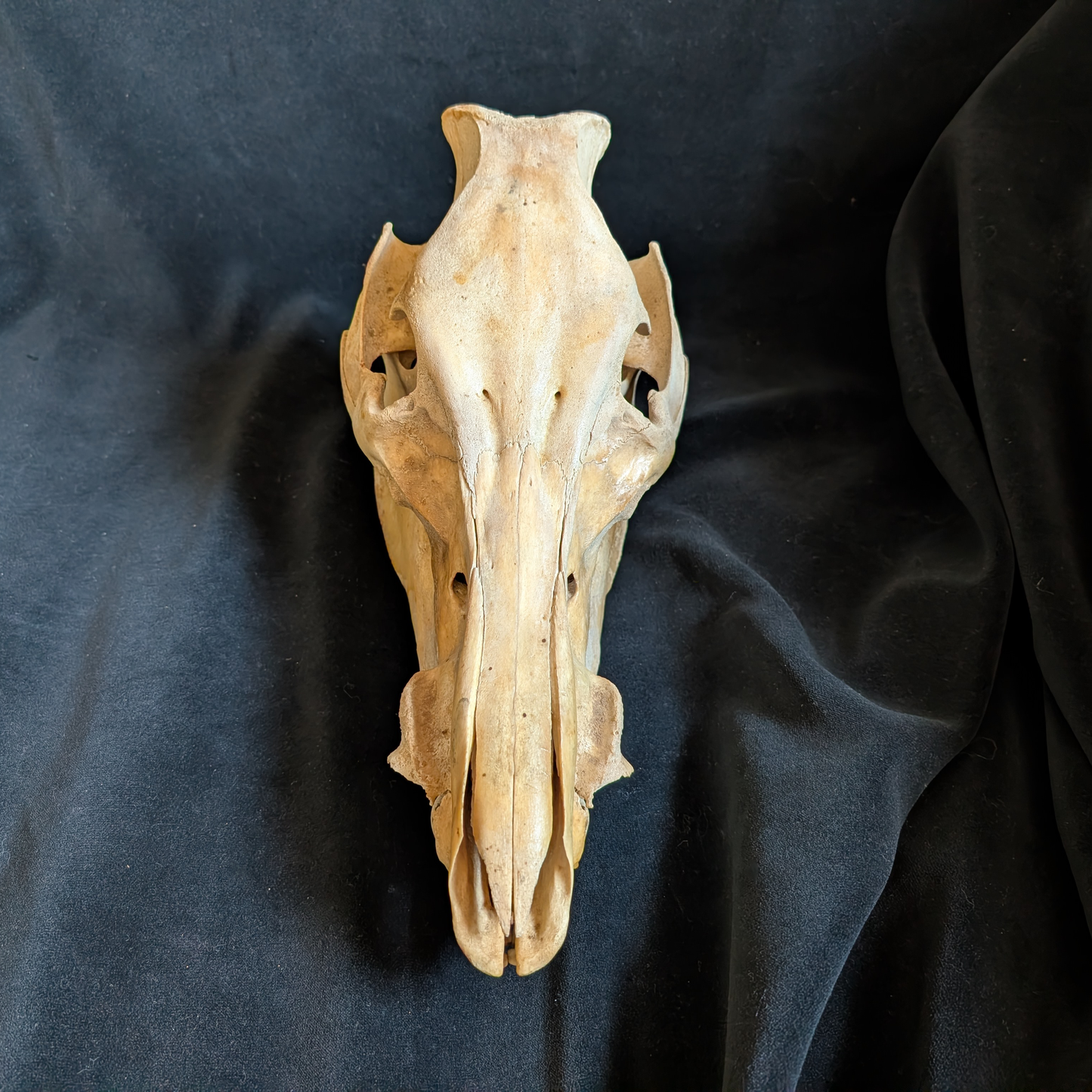 Vintage Warthog skull