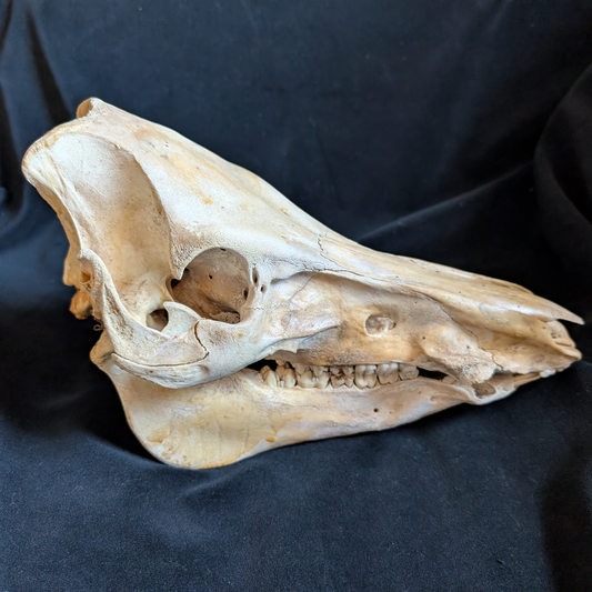 Vintage Warthog skull