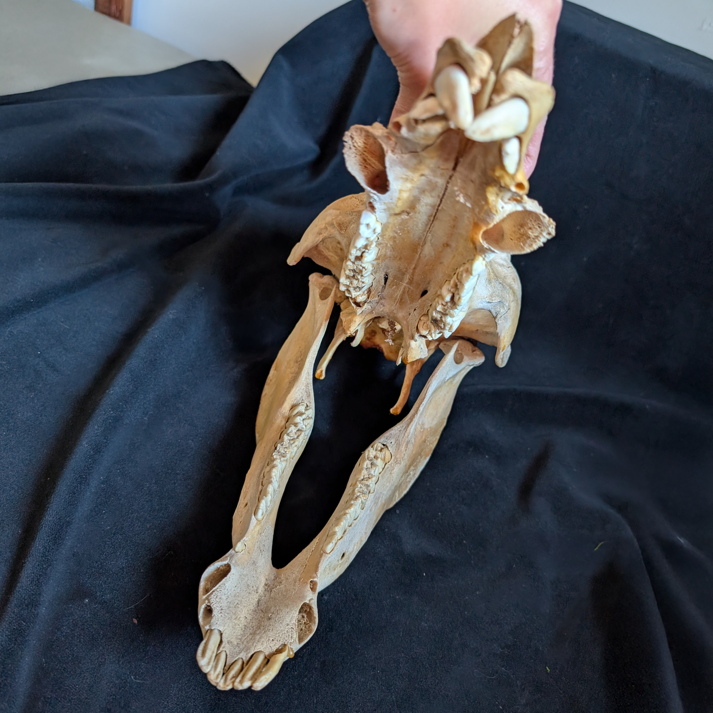 Vintage Warthog skull