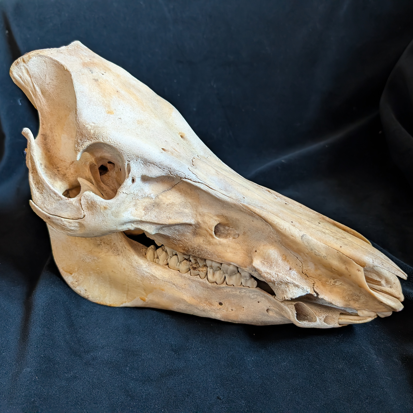 Vintage Warthog skull