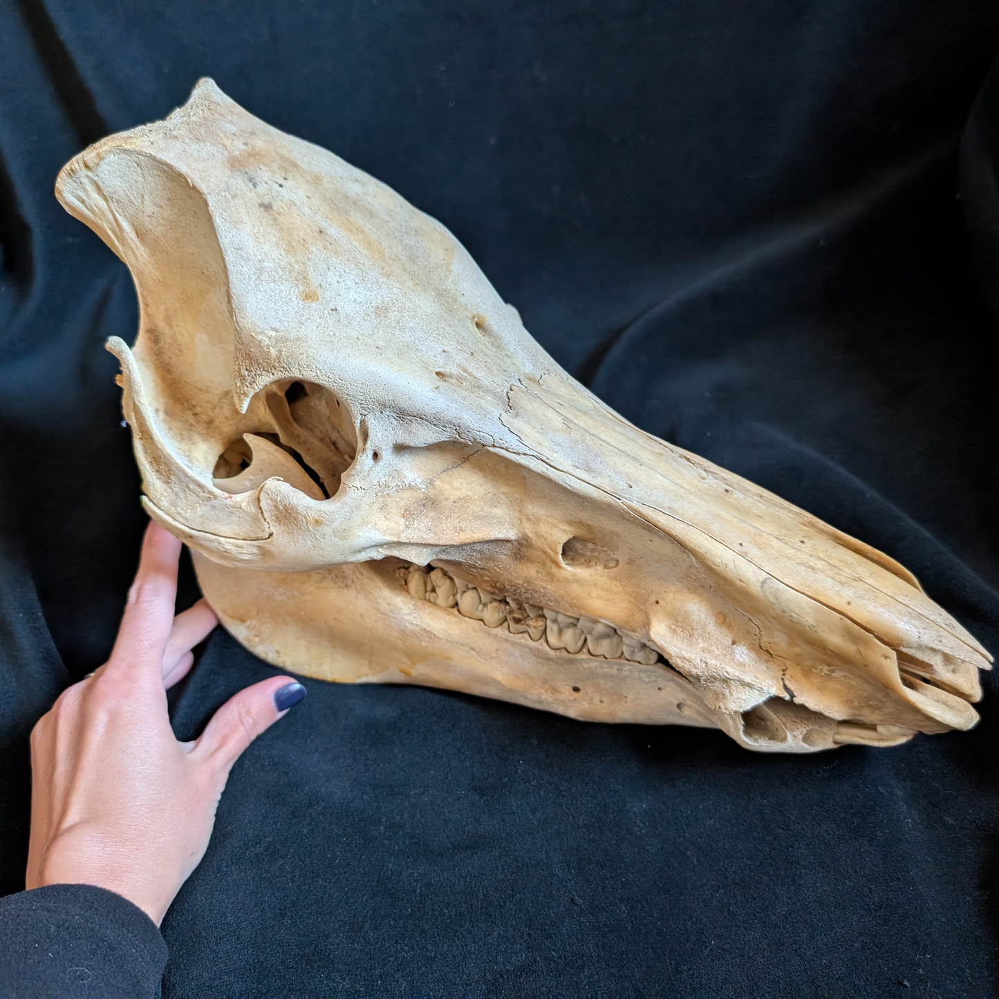 Vintage Warthog skull