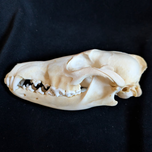 Real Coyote Skull