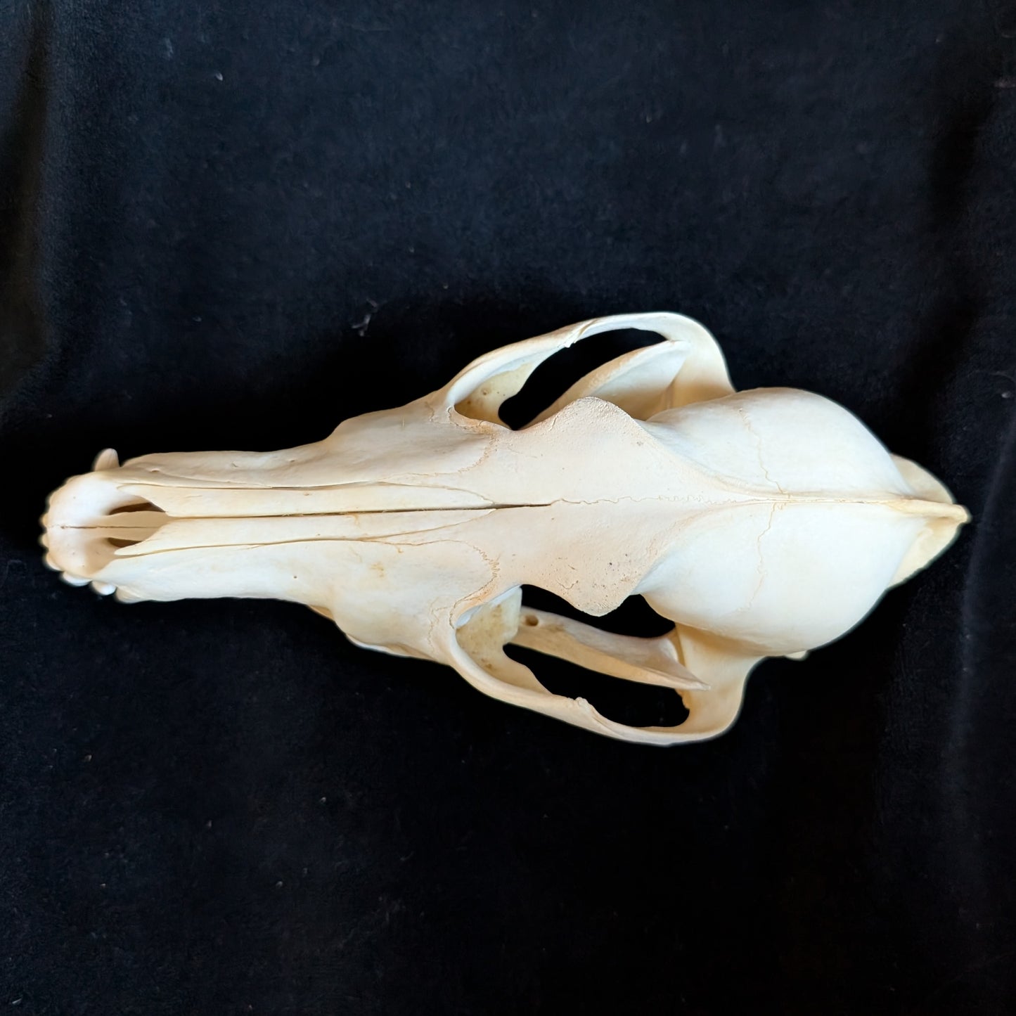 Real Coyote Skull
