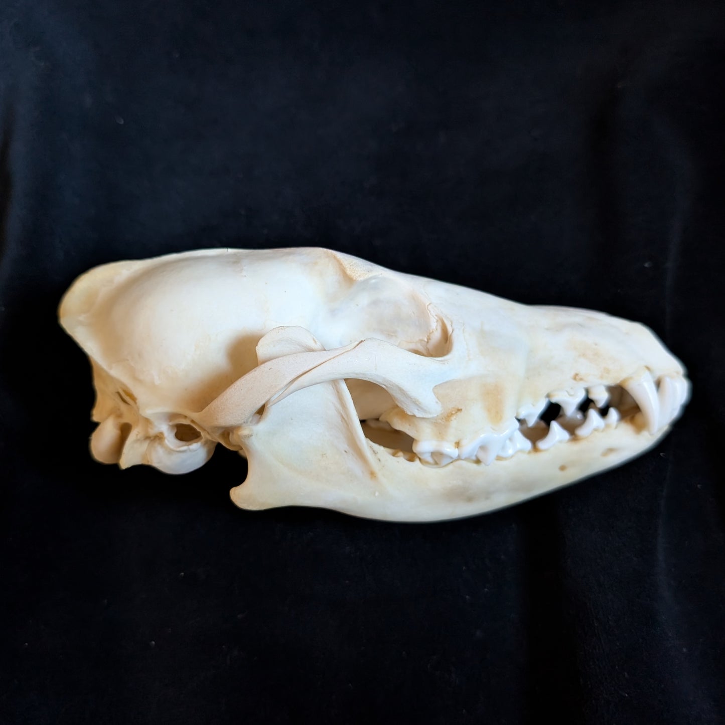Real Coyote Skull