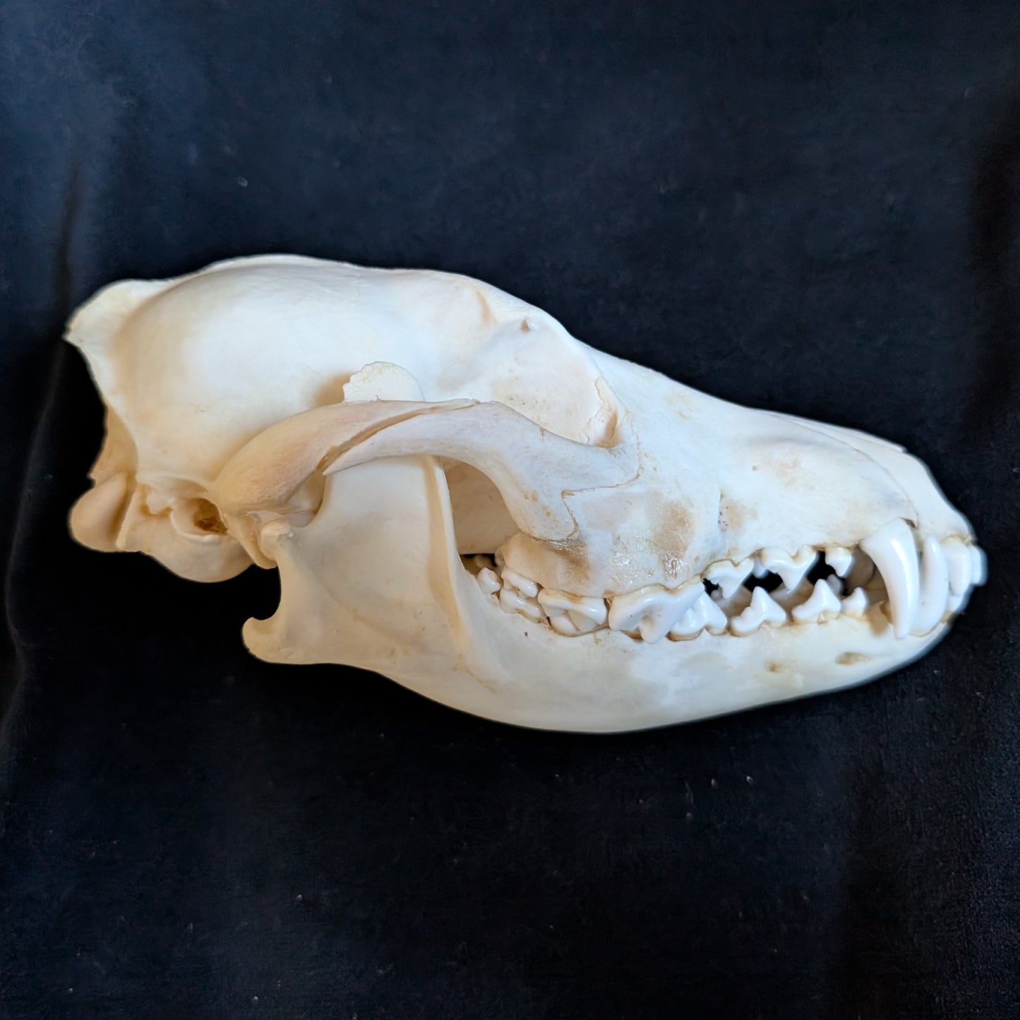 Real Coyote Skull