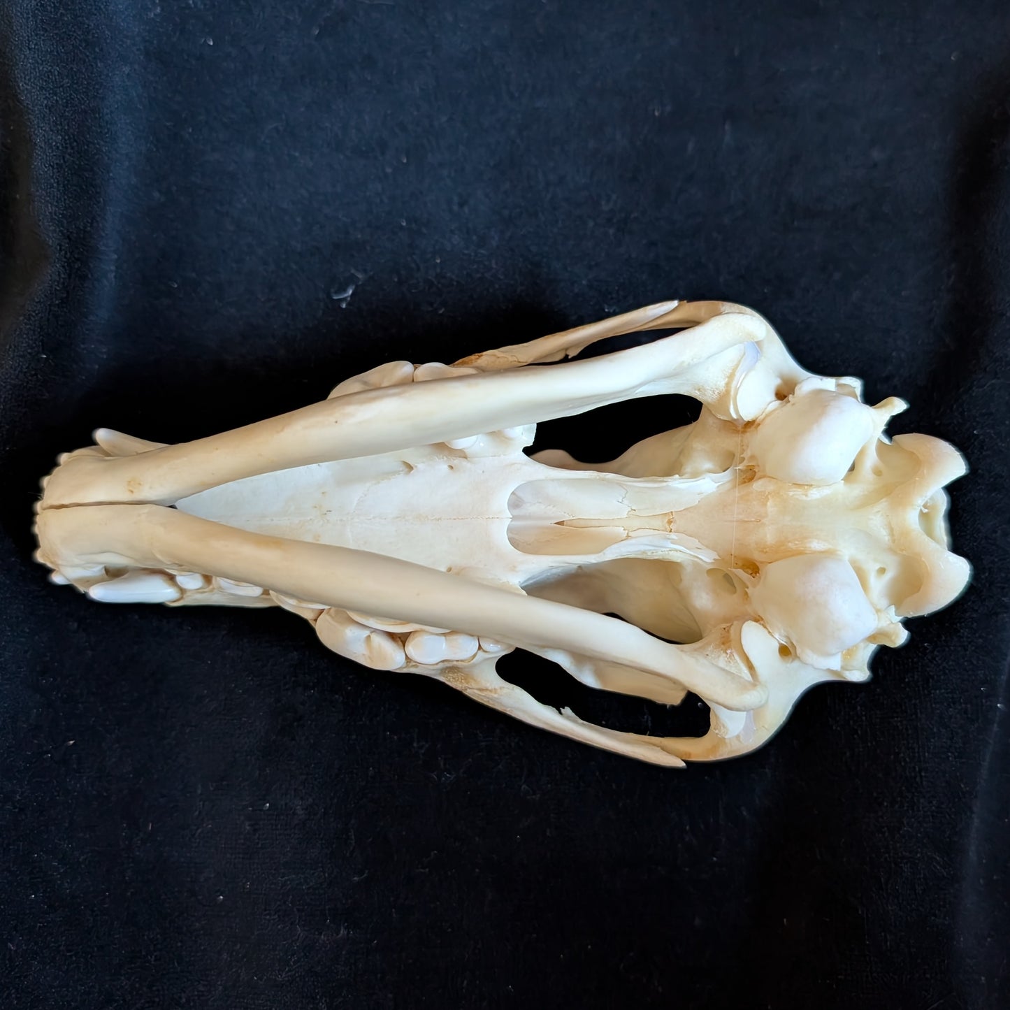 Real Coyote Skull