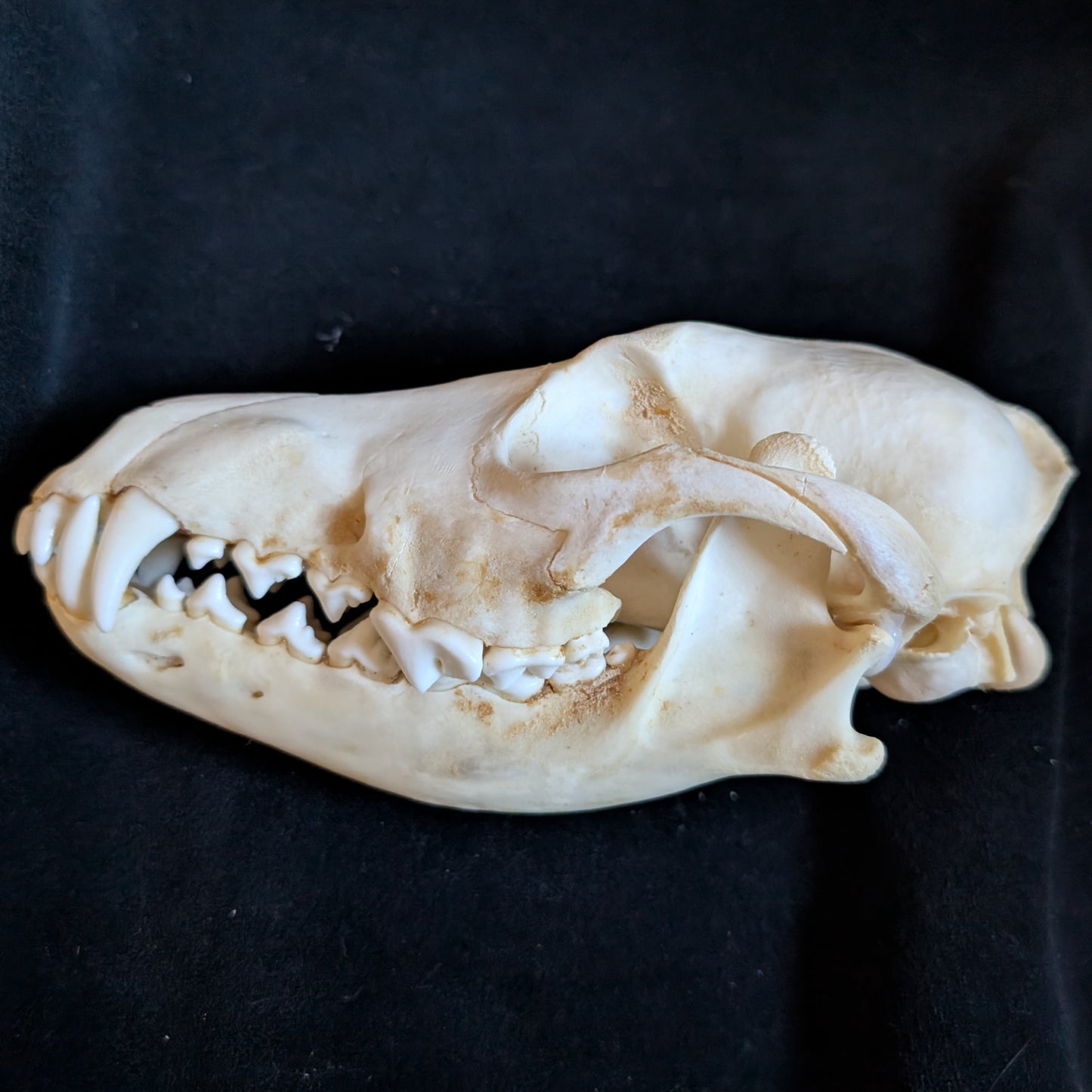 Real Coyote Skull