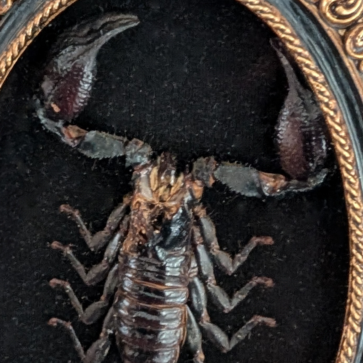 Real Scorpion Handbag (Grade C specimen)