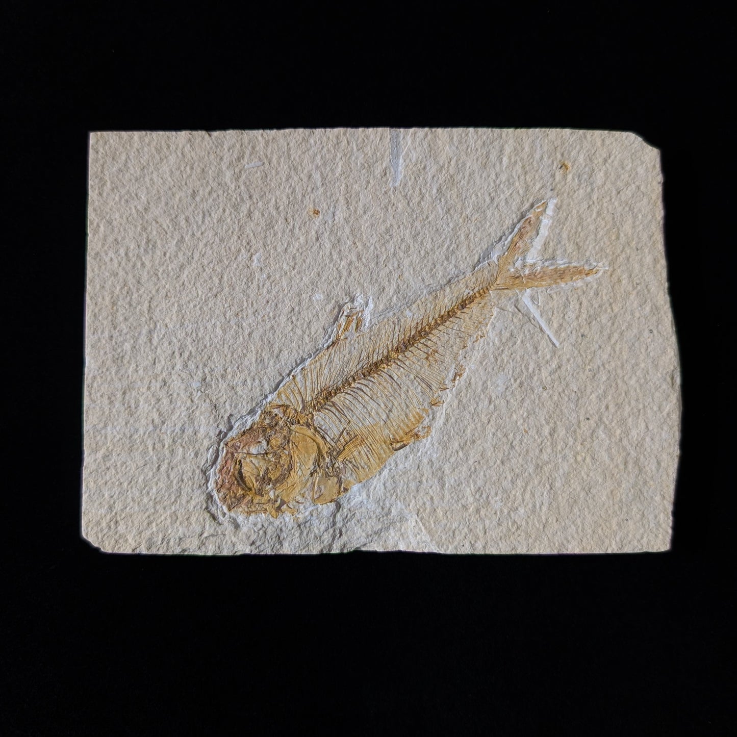 Fossilized Fish (Diplomystus dentatus)