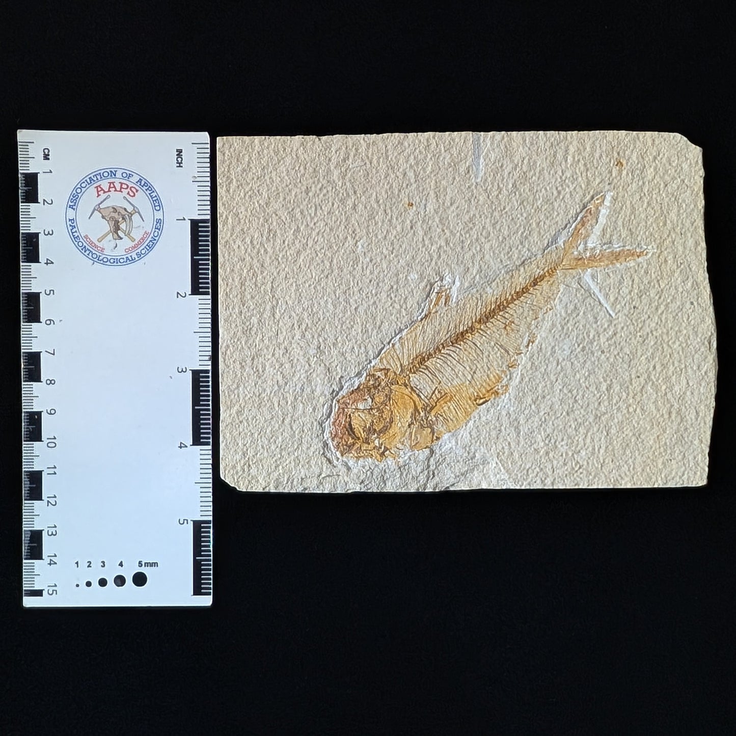 Fossilized Fish (Diplomystus dentatus)