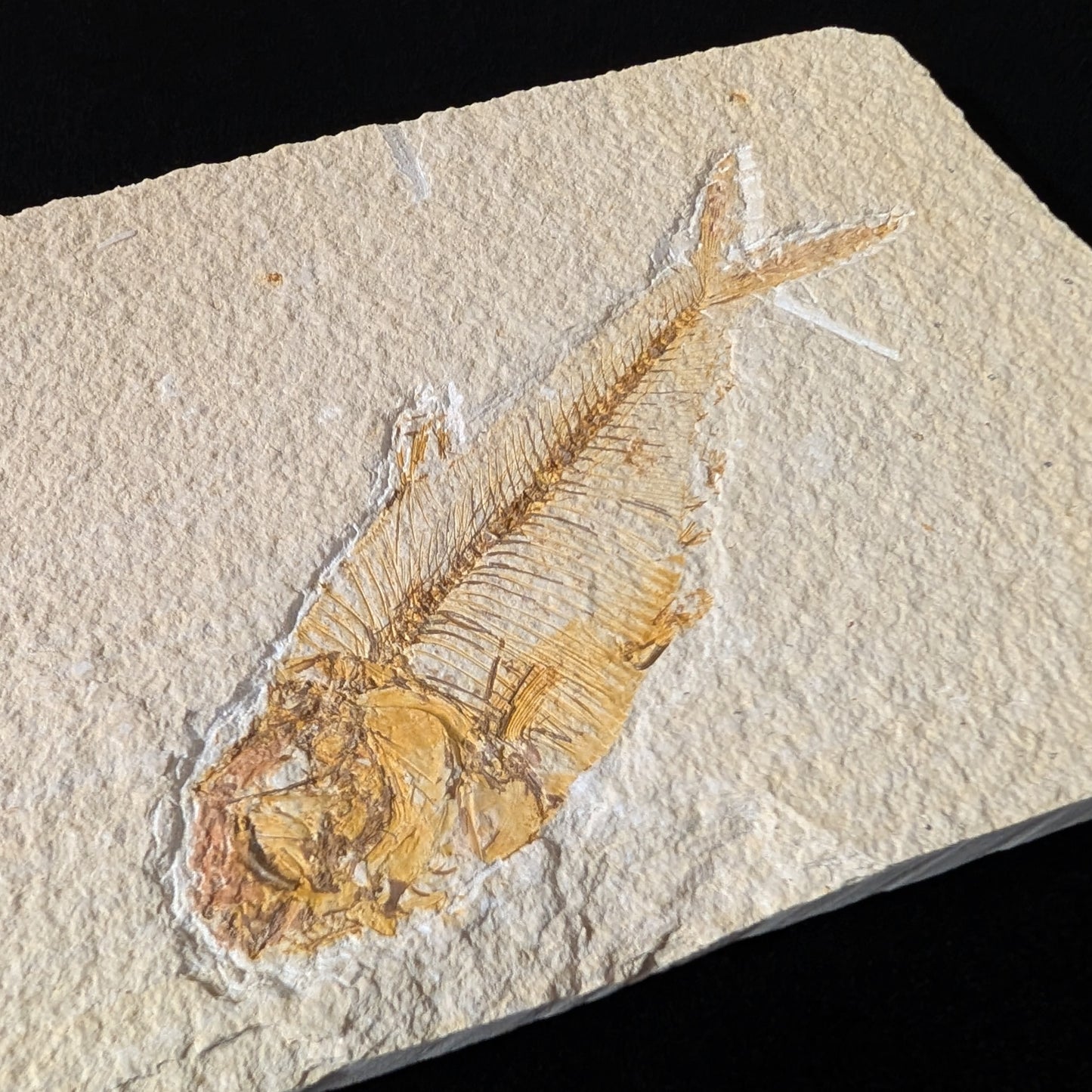 Fossilized Fish (Diplomystus dentatus)