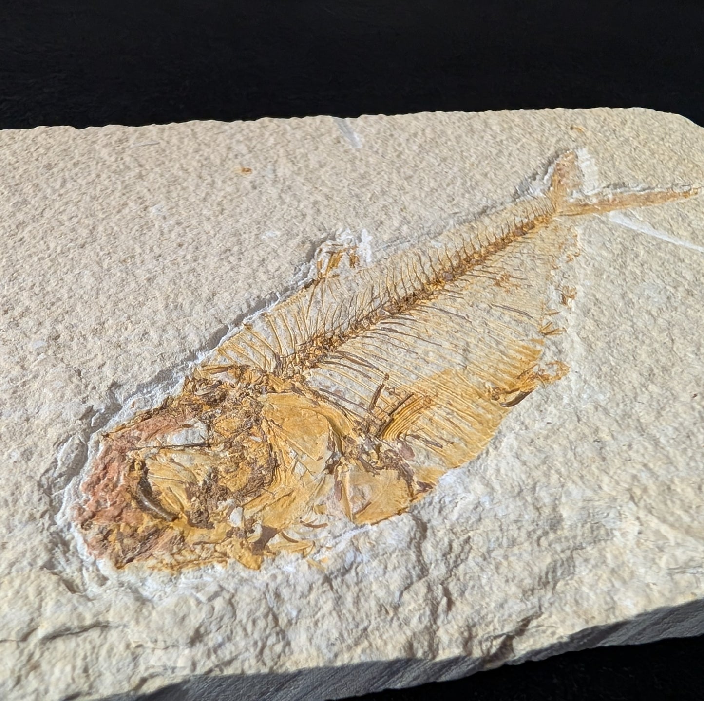 Fossilized Fish (Diplomystus dentatus)