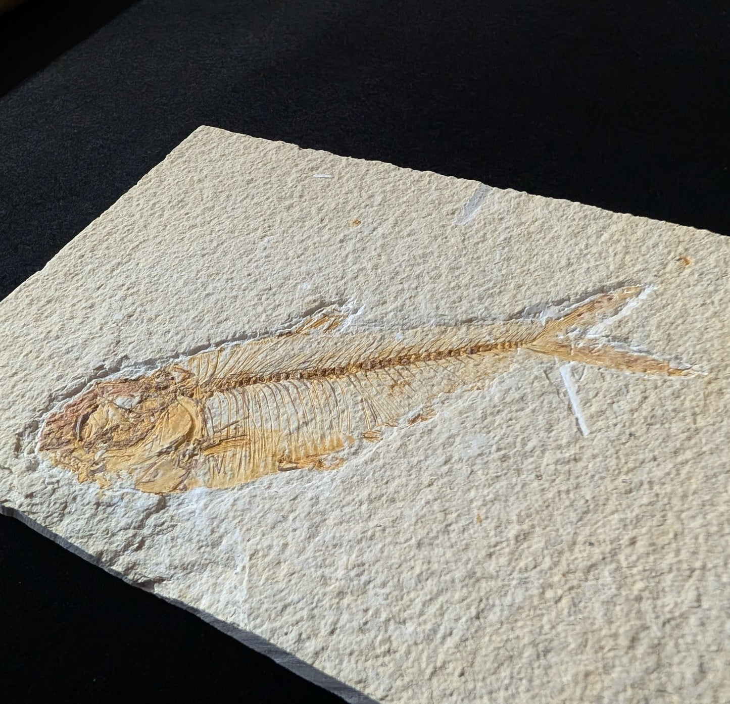 Fossilized Fish (Diplomystus dentatus)