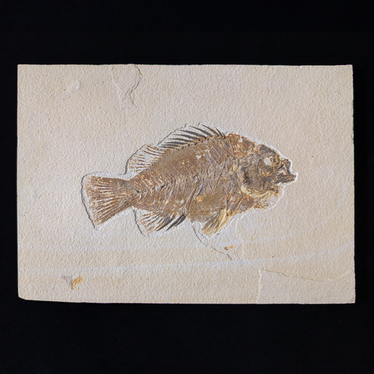 Museum-quality Priscacara fish fossil