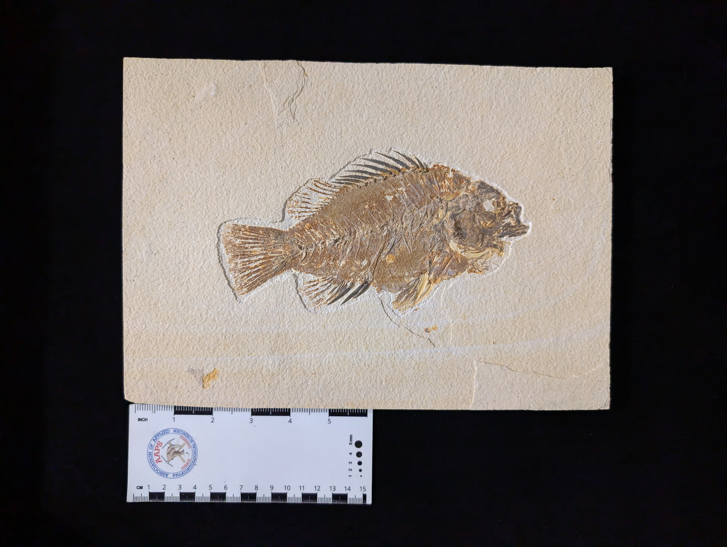 Museum-quality Priscacara fish fossil
