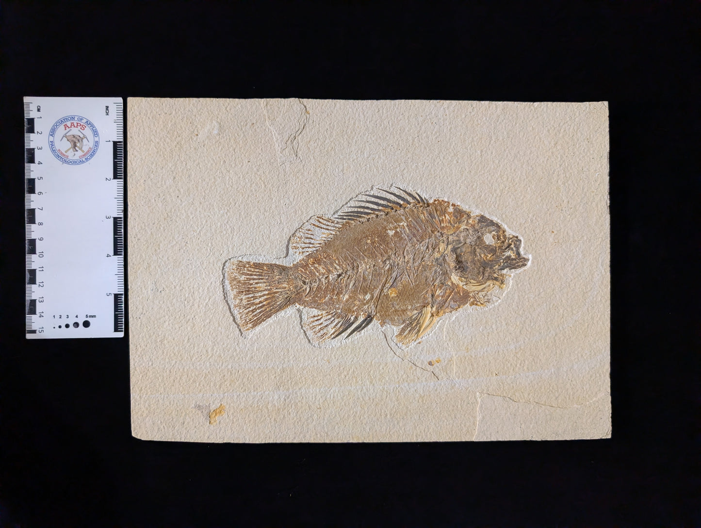 Museum-quality Priscacara fish fossil