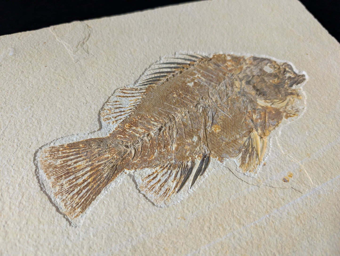 Museum-quality Priscacara fish fossil