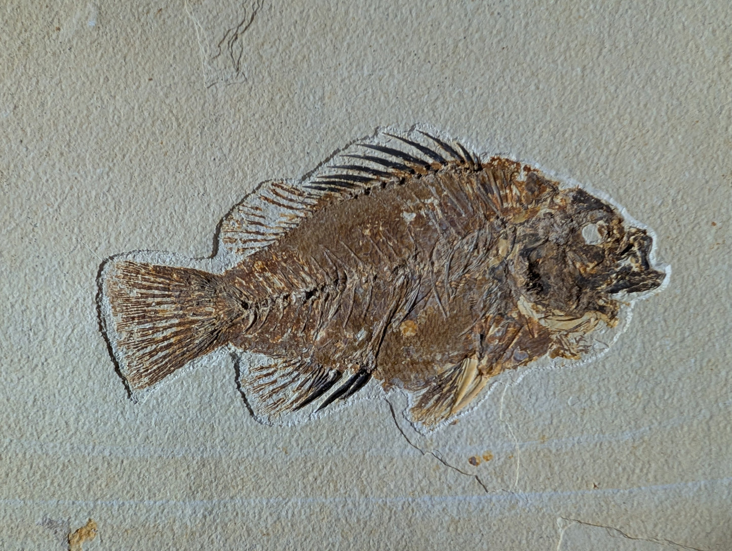 Museum-quality Priscacara fish fossil