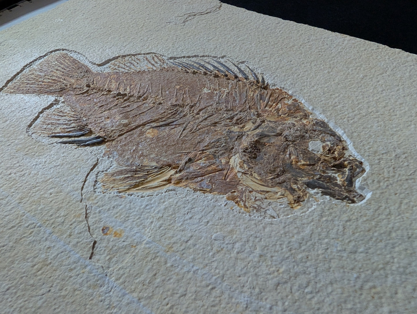 Museum-quality Priscacara fish fossil