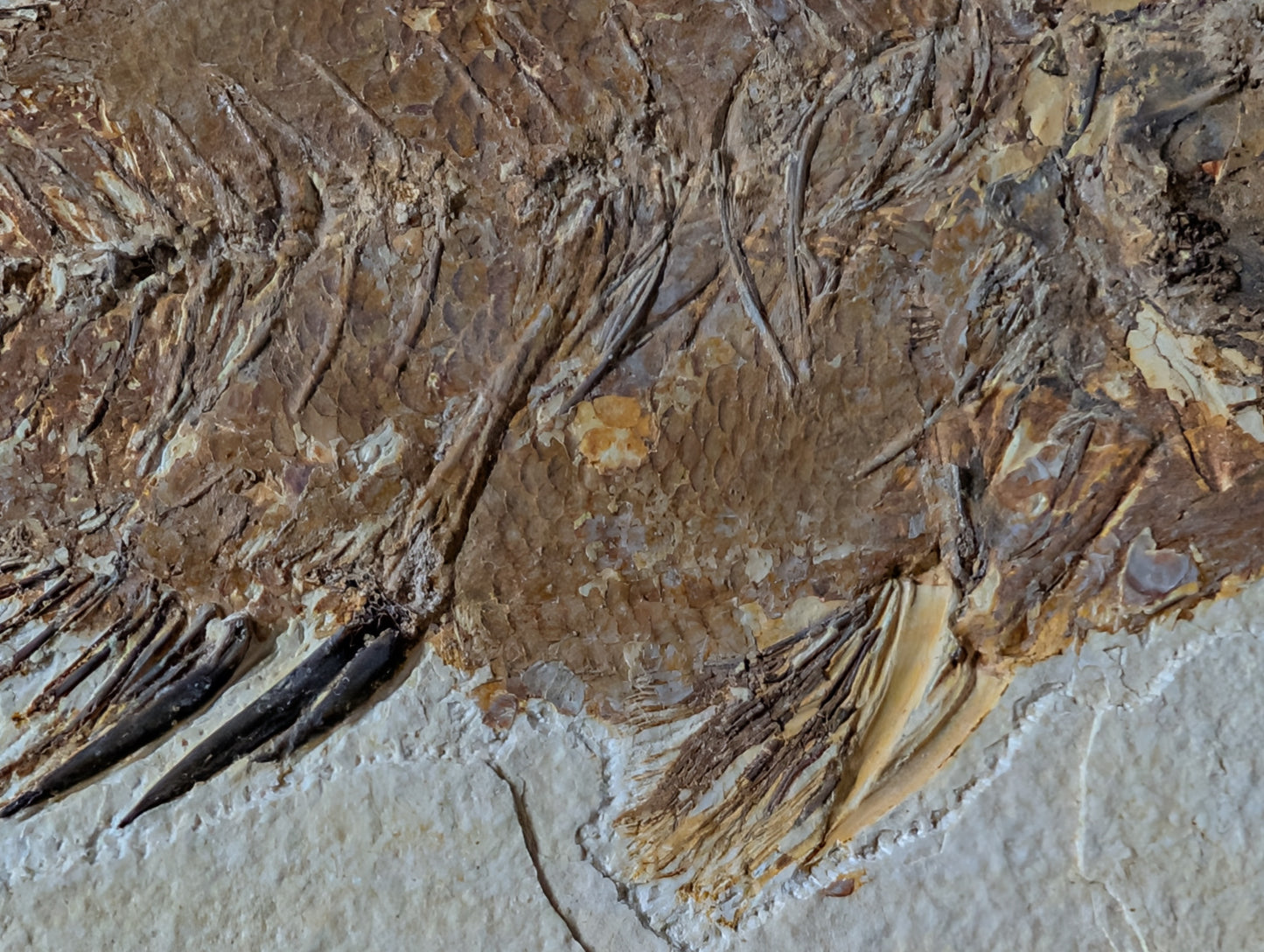 Museum-quality Priscacara fish fossil