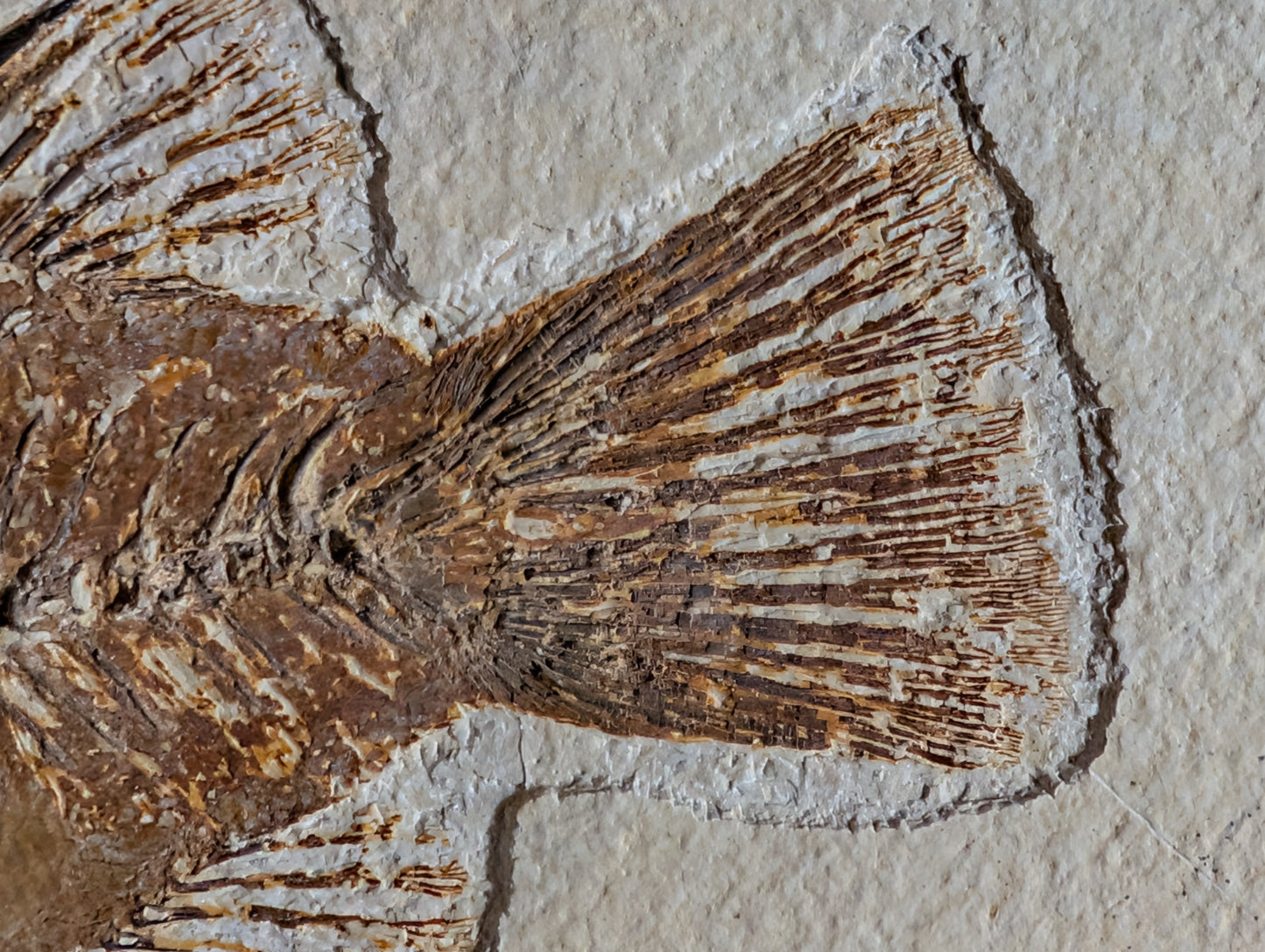 Museum-quality Priscacara fish fossil