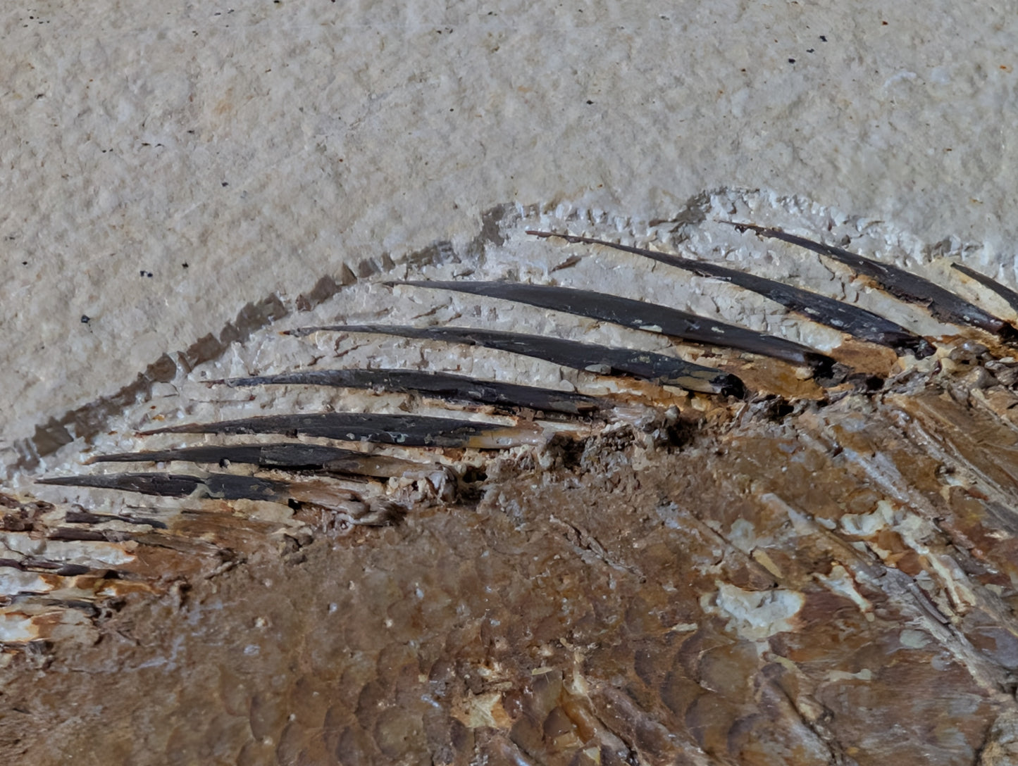 Museum-quality Priscacara fish fossil