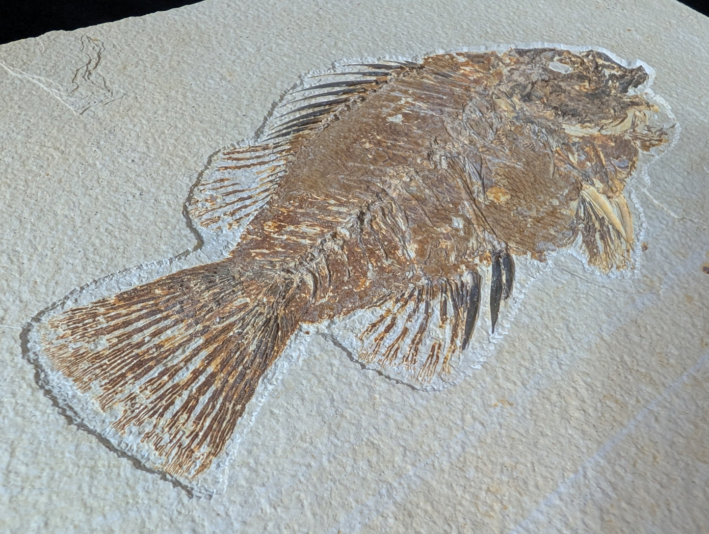 Museum-quality Priscacara fish fossil