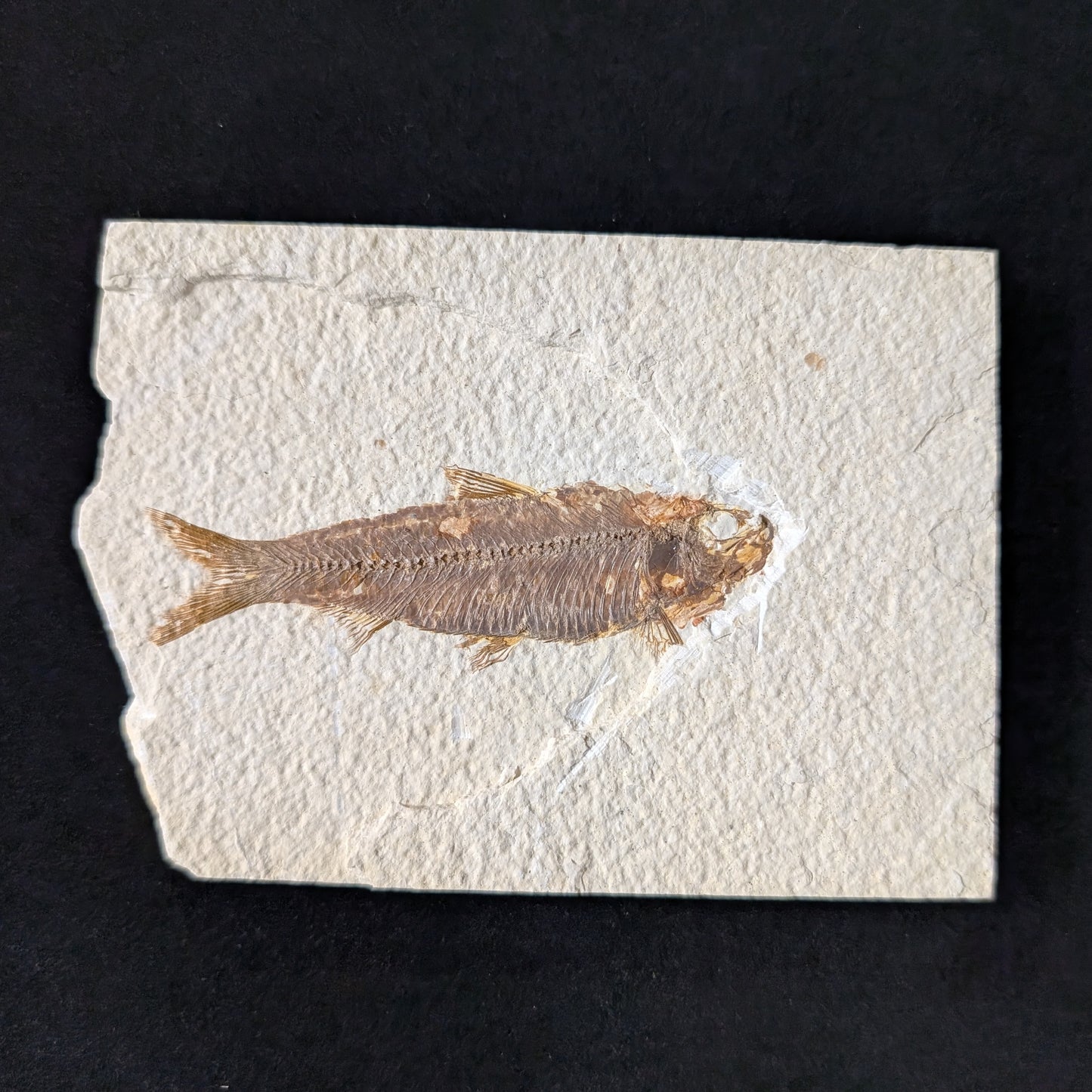 Fossilized Fish (Knightia)